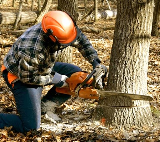 Tree Removal in Newkirk, OK